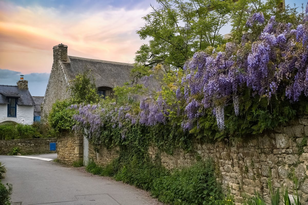 Traditional thatched cottage with wisteria